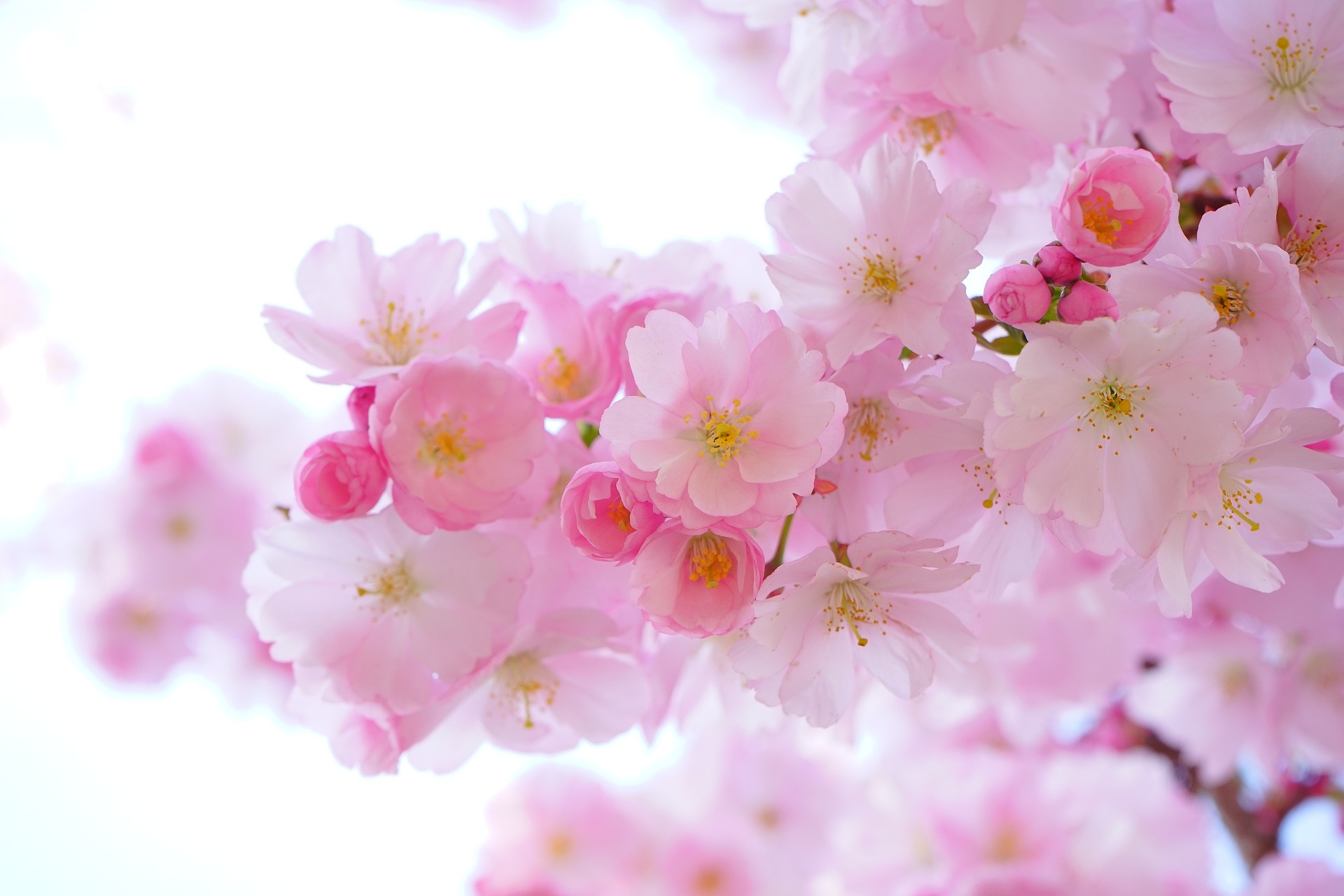 情满三月·花漾生活--钻邦制药“女神节”花艺团建活动